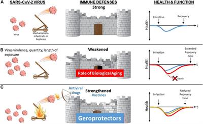 Network Topology of Biological Aging and Geroscience-Guided Approaches to COVID-19